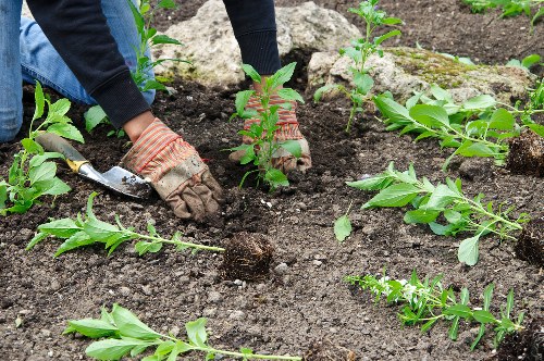 Tools and equipment used for garden maintenance in Barnes