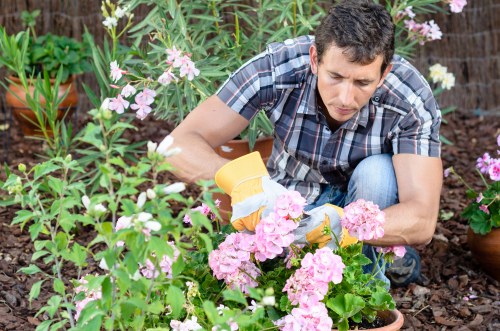 Gardener pruning hedges with safety gloves